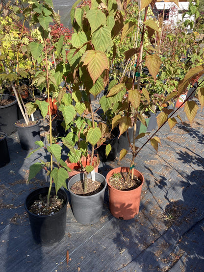 Snake Bark Maple Tree Grab Bag - 1 gallon