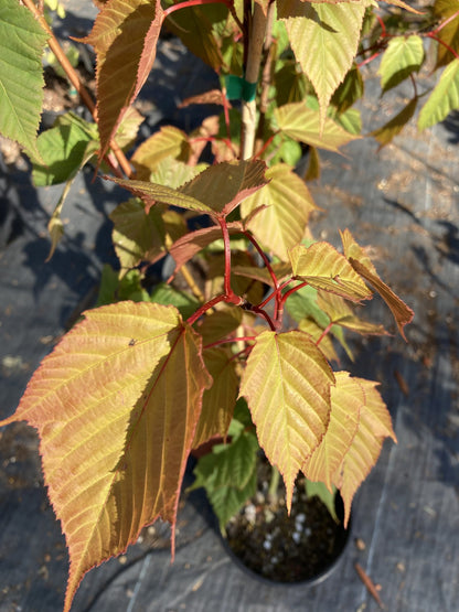 Snake Bark Maple Tree Grab Bag - 1 gallon