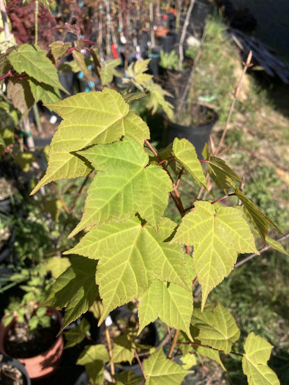 Snake Bark Maple Tree Grab Bag - 1 gallon