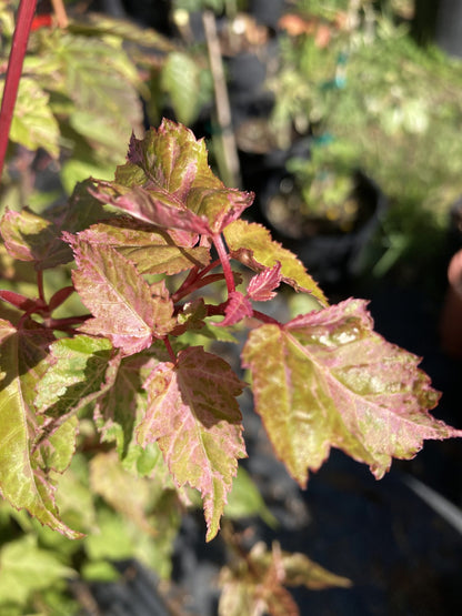 Snake Bark Maple Tree Grab Bag - 1 gallon