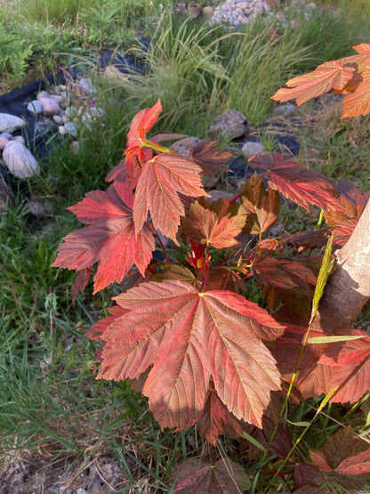 Acer pseudoplatanus  Carnelian Wave