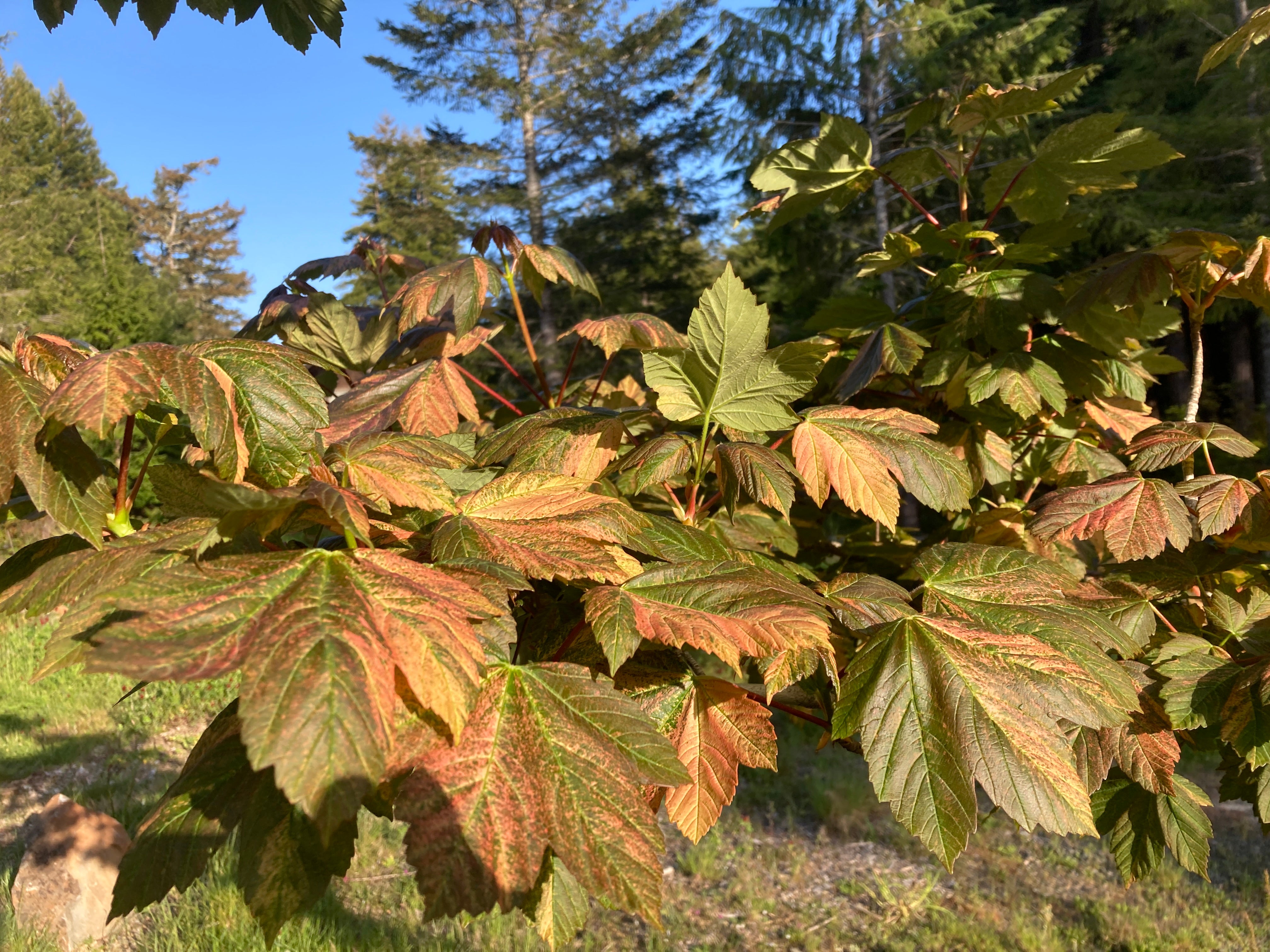 Acer pseudoplatanus  Carnelian Wave
