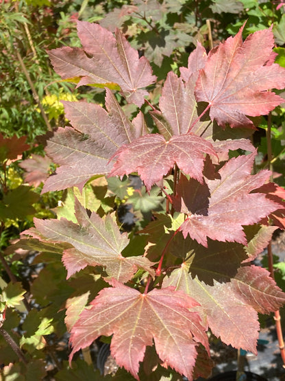 Ruby Red