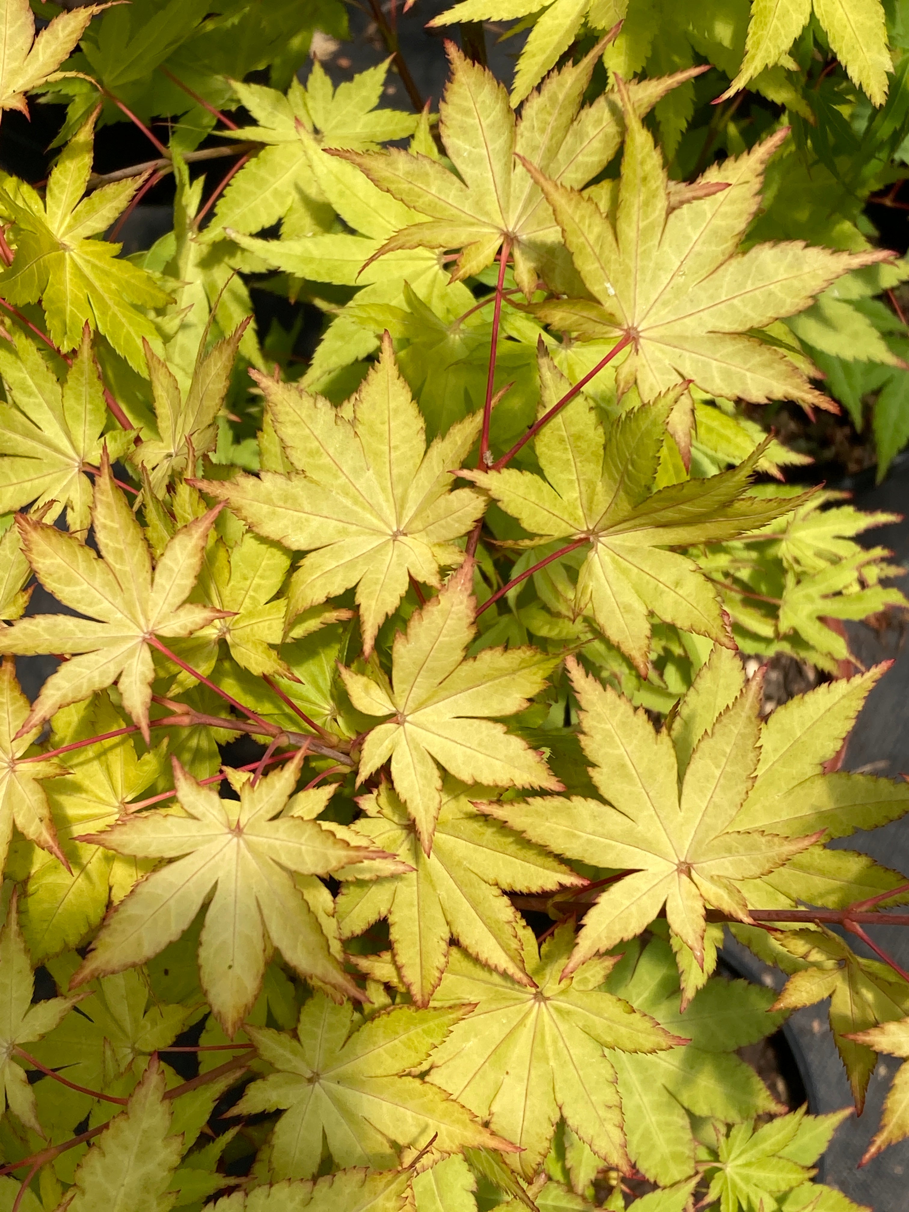 Summer Gold