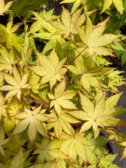 Summer Gold