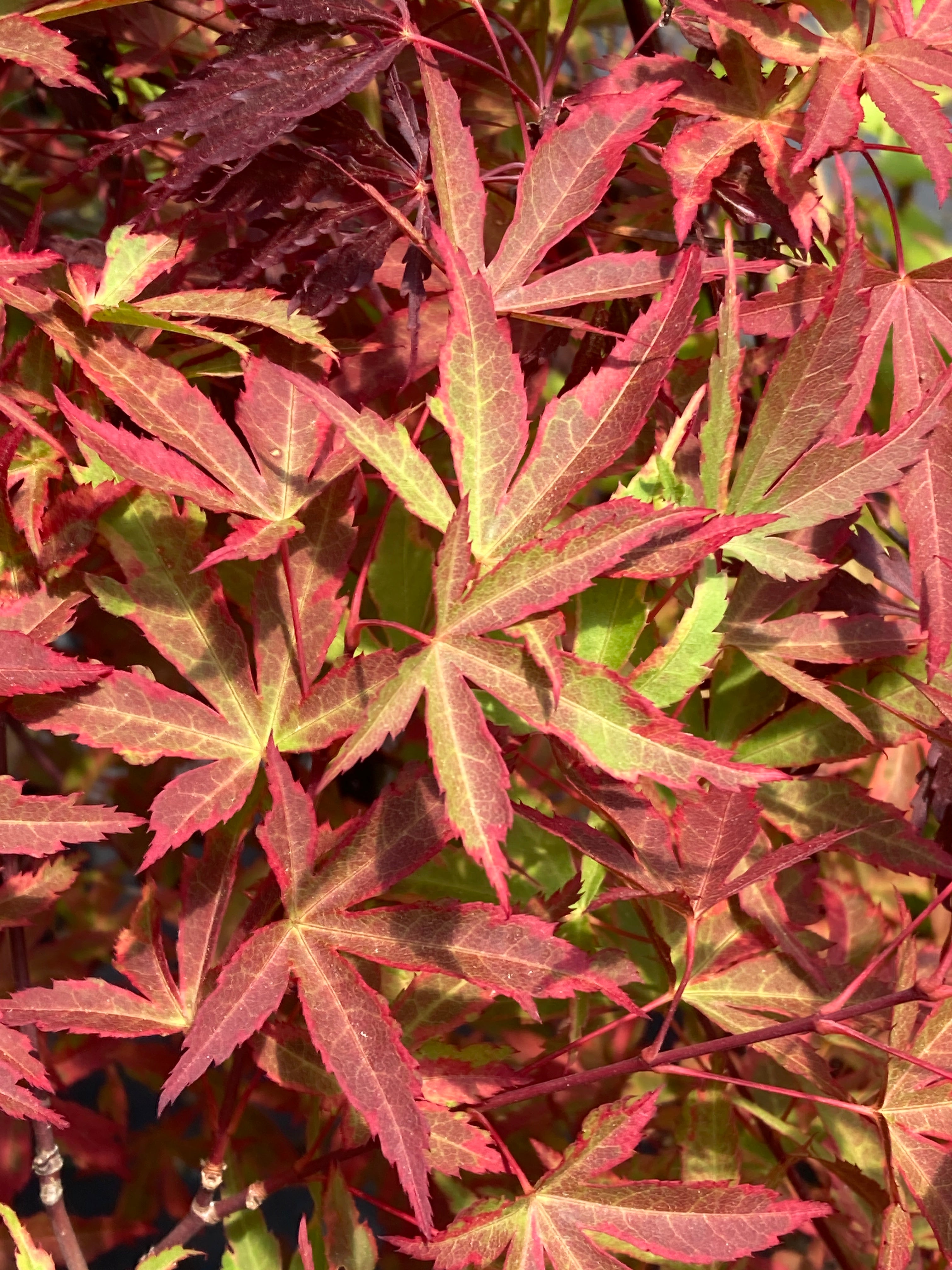 Taiyo nishiki