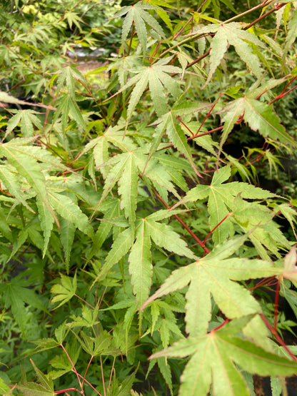 Pine Bark Maple Nishiki gawa