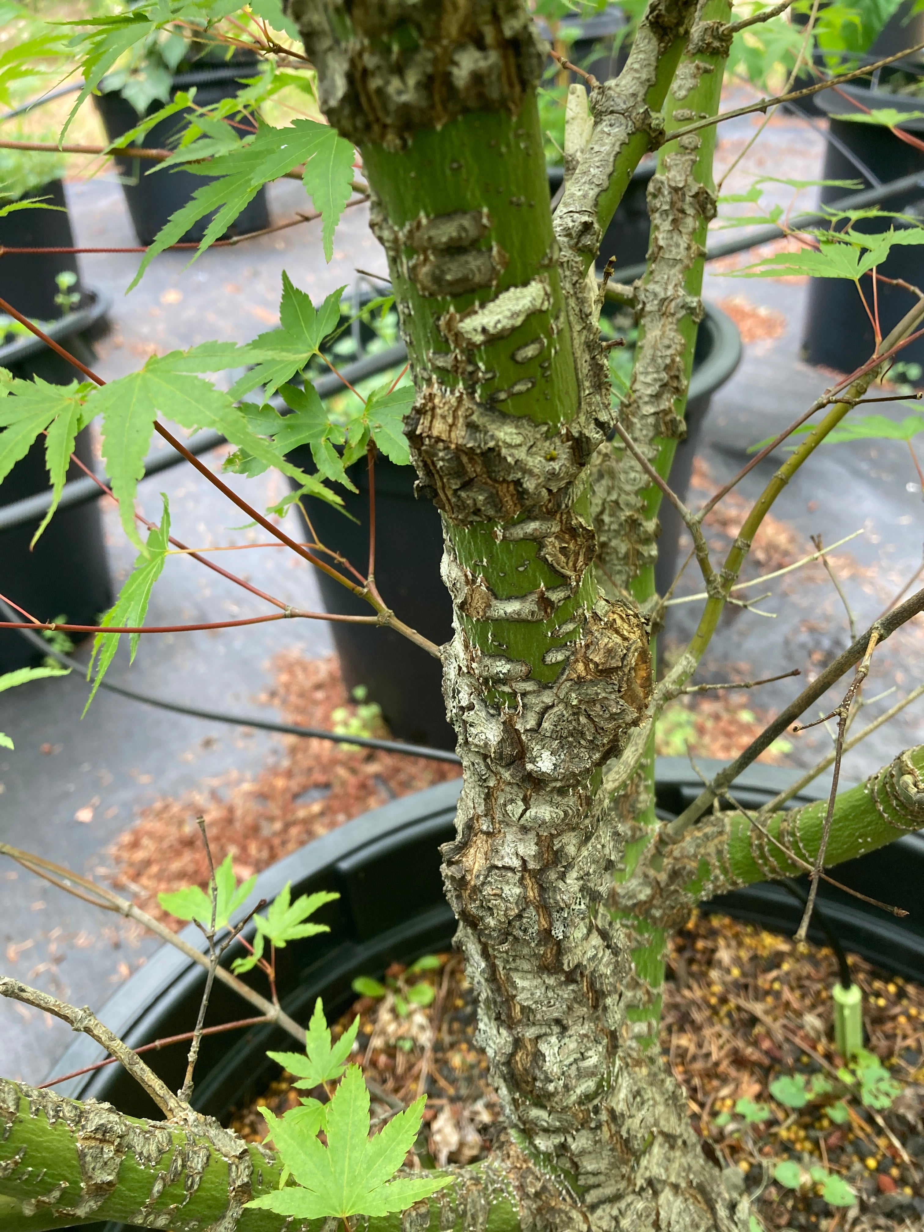 Pine Bark Maple Nishiki gawa