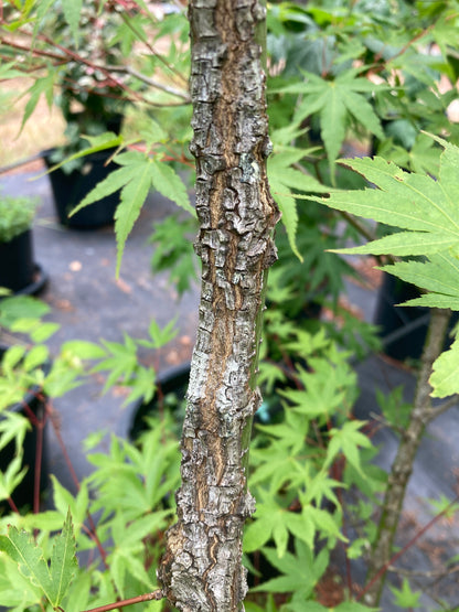 Pine Bark Maple Nishiki gawa