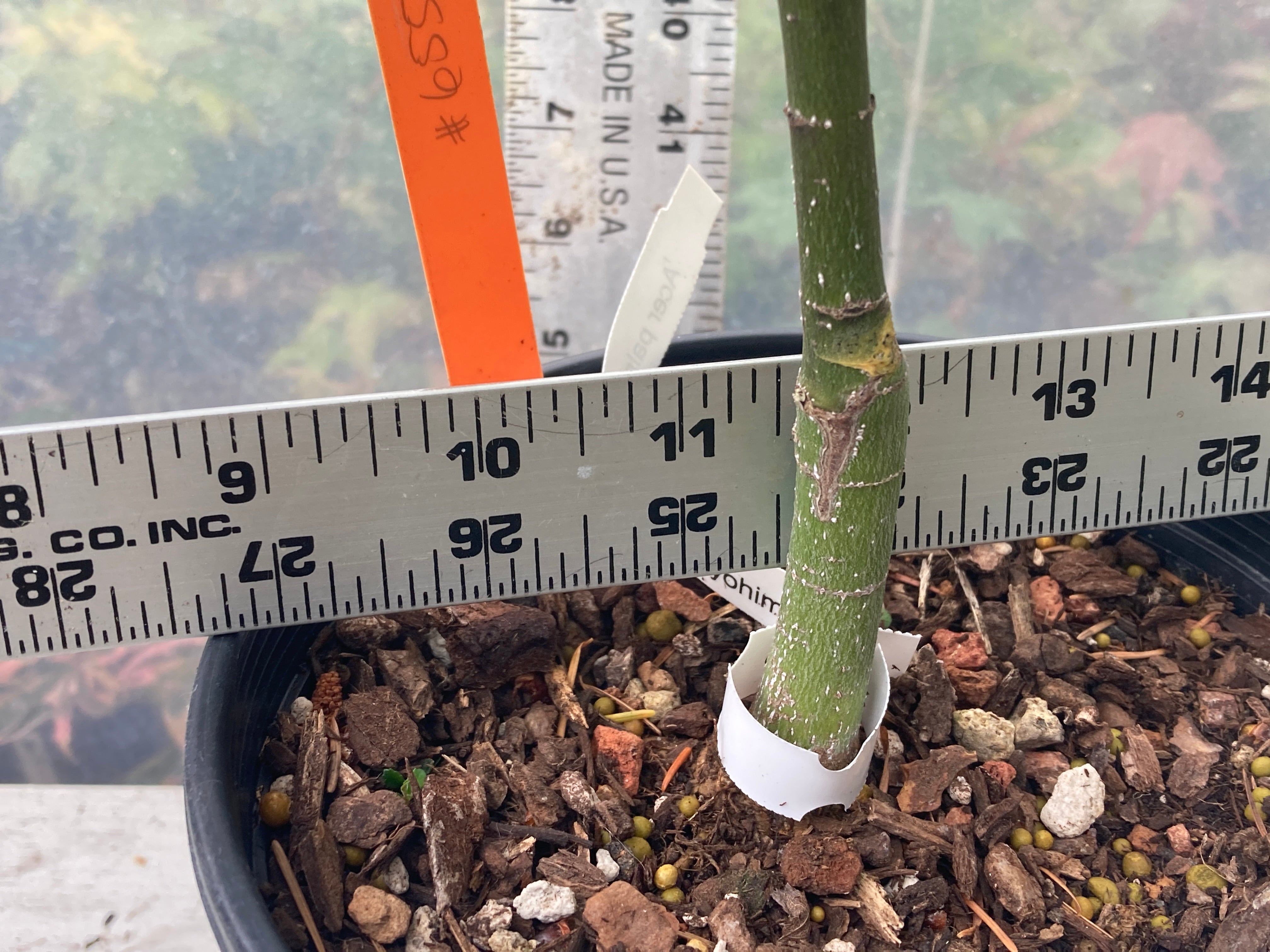 Murasaki Kiyohime 2-3 Year Pre Bonsai (#655)