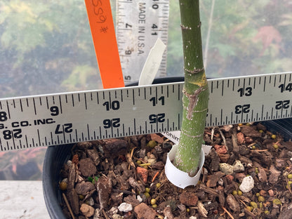 Murasaki Kiyohime 2-3 Year Pre Bonsai (#655)
