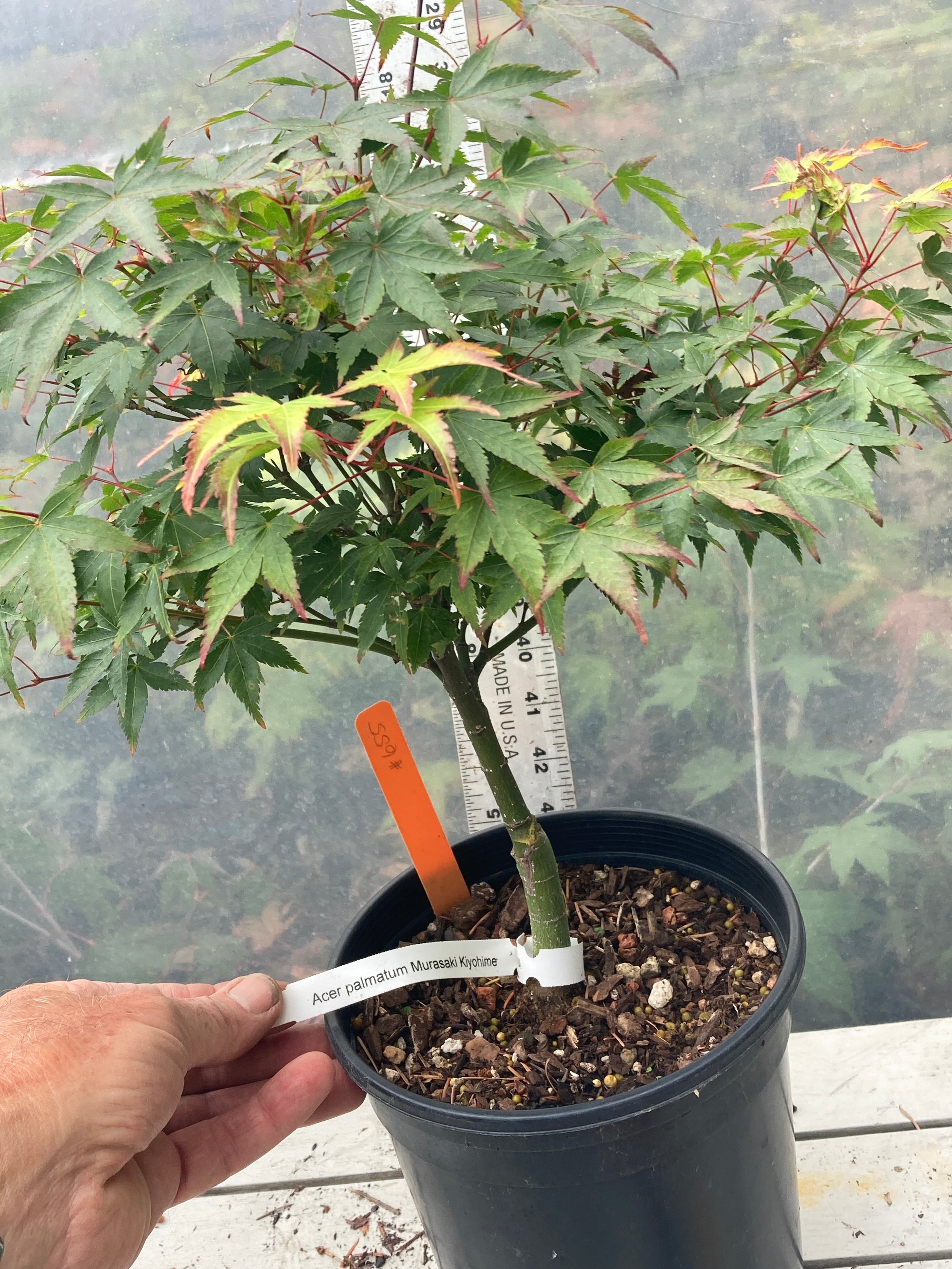 Murasaki Kiyohime 2-3 Year Pre Bonsai (#655)