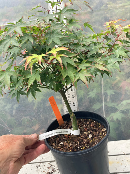 Murasaki Kiyohime 2-3 Year Pre Bonsai (#655)