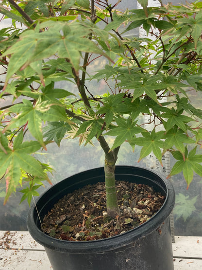 Kaleidoscope Pre Bonsai 2 gallon