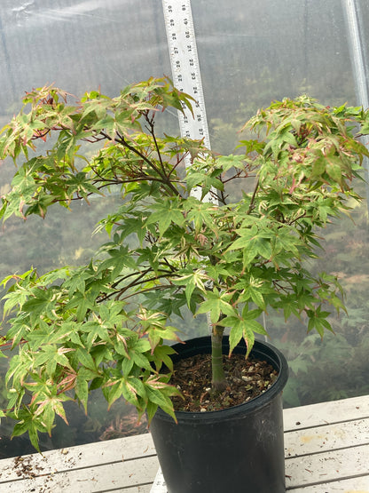 Kaleidoscope Pre Bonsai 2 gallon