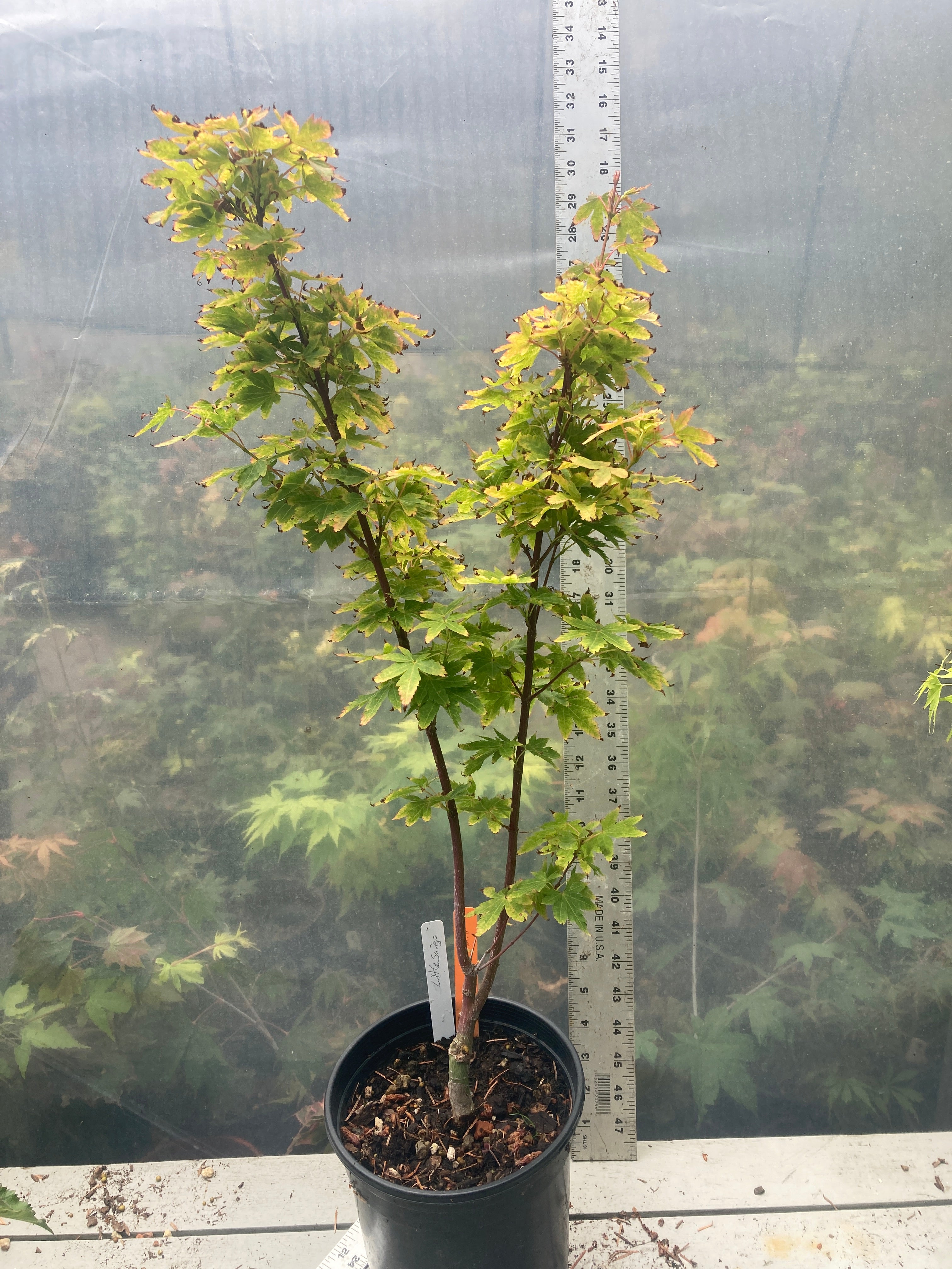 Little Sango Pre-Bonsai (#218)