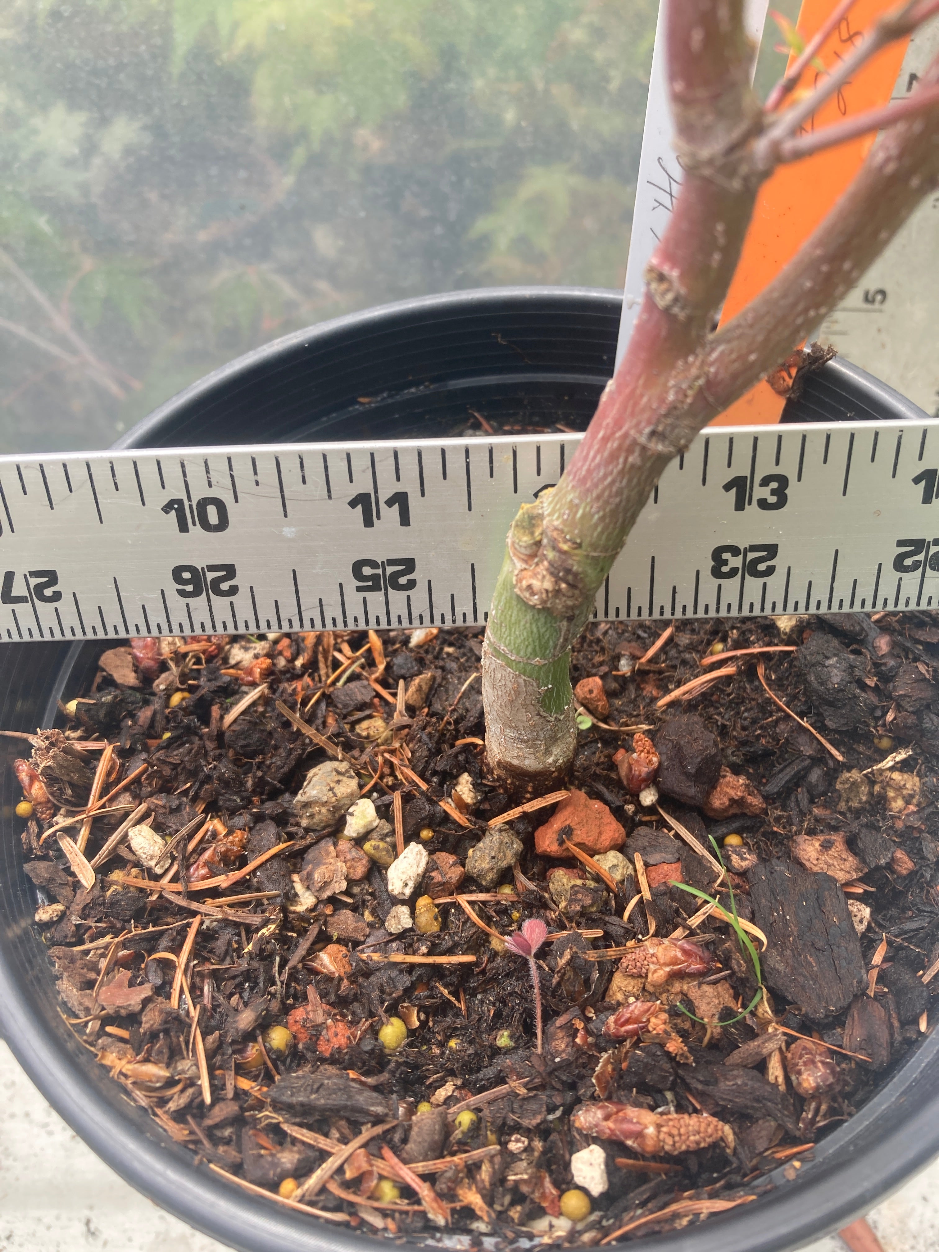 Little Sango Pre-Bonsai (#218)