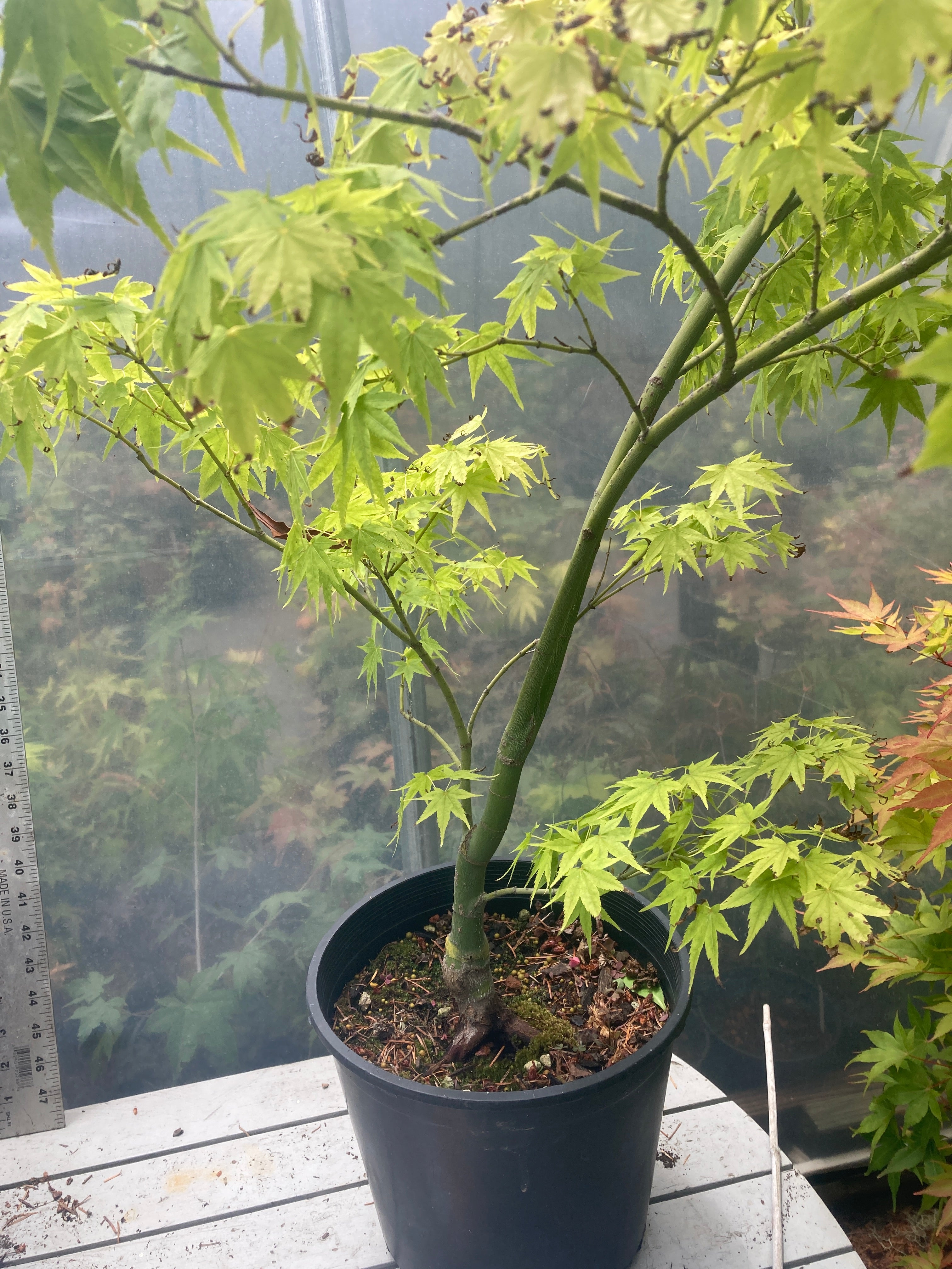 Shidava Gold 4-5 Year 2 gallon Pre Bonsai (#743)