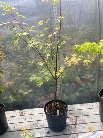 Pine Bark Nishiki Gawa (2-3 Yr) Pre Bonsai  (#788)
