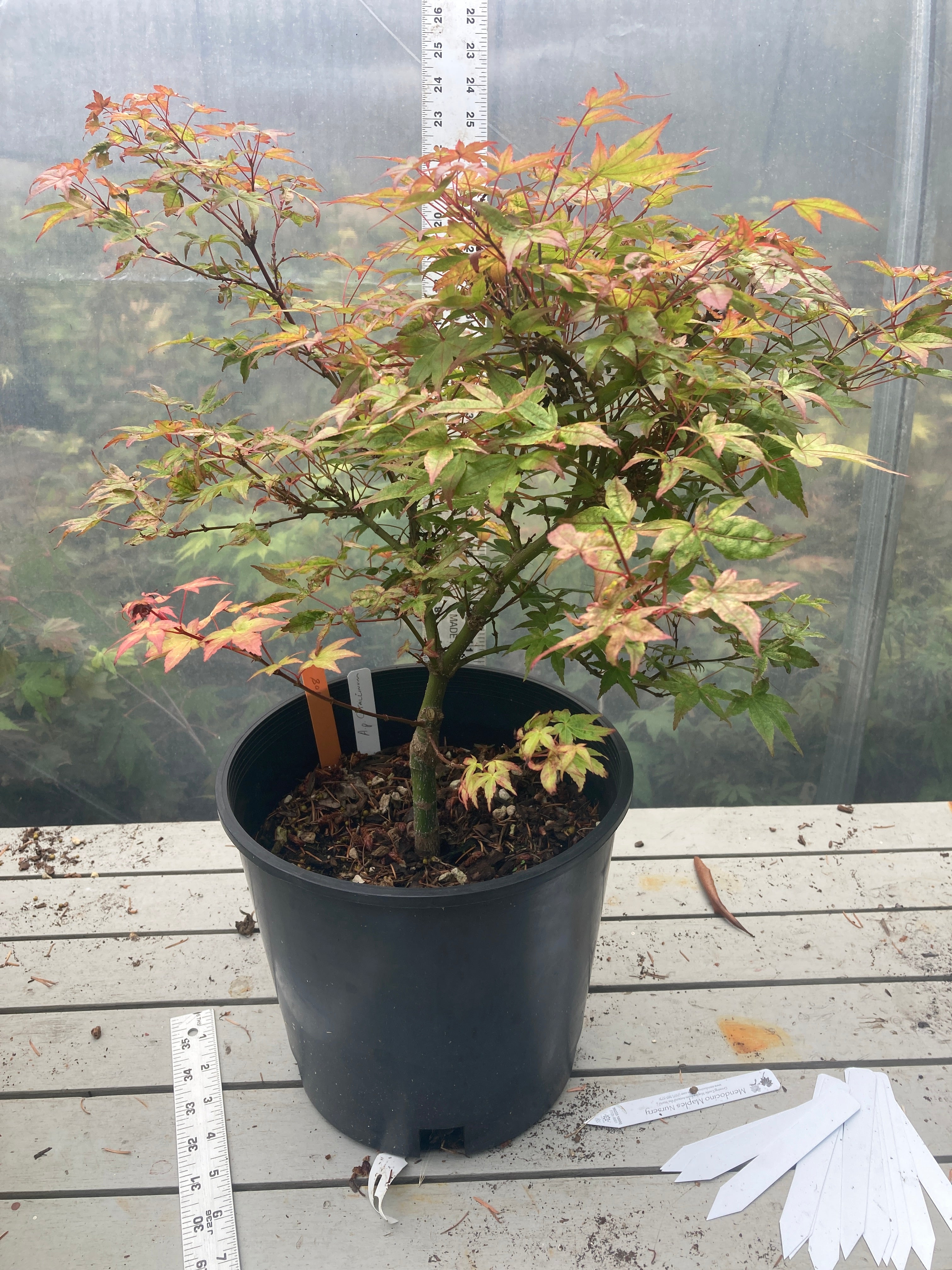 Corallinum 4-5 yr 2 gallon pre-bonsai (#108)