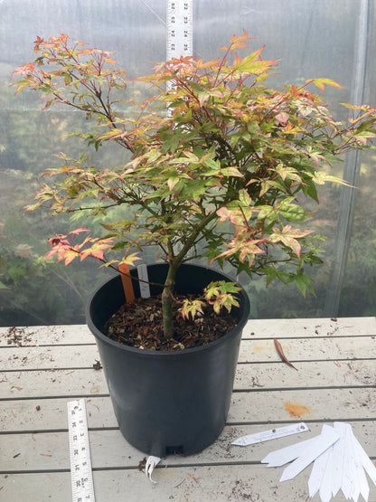 Corallinum 4-5 yr 2 gallon pre-bonsai (#108)