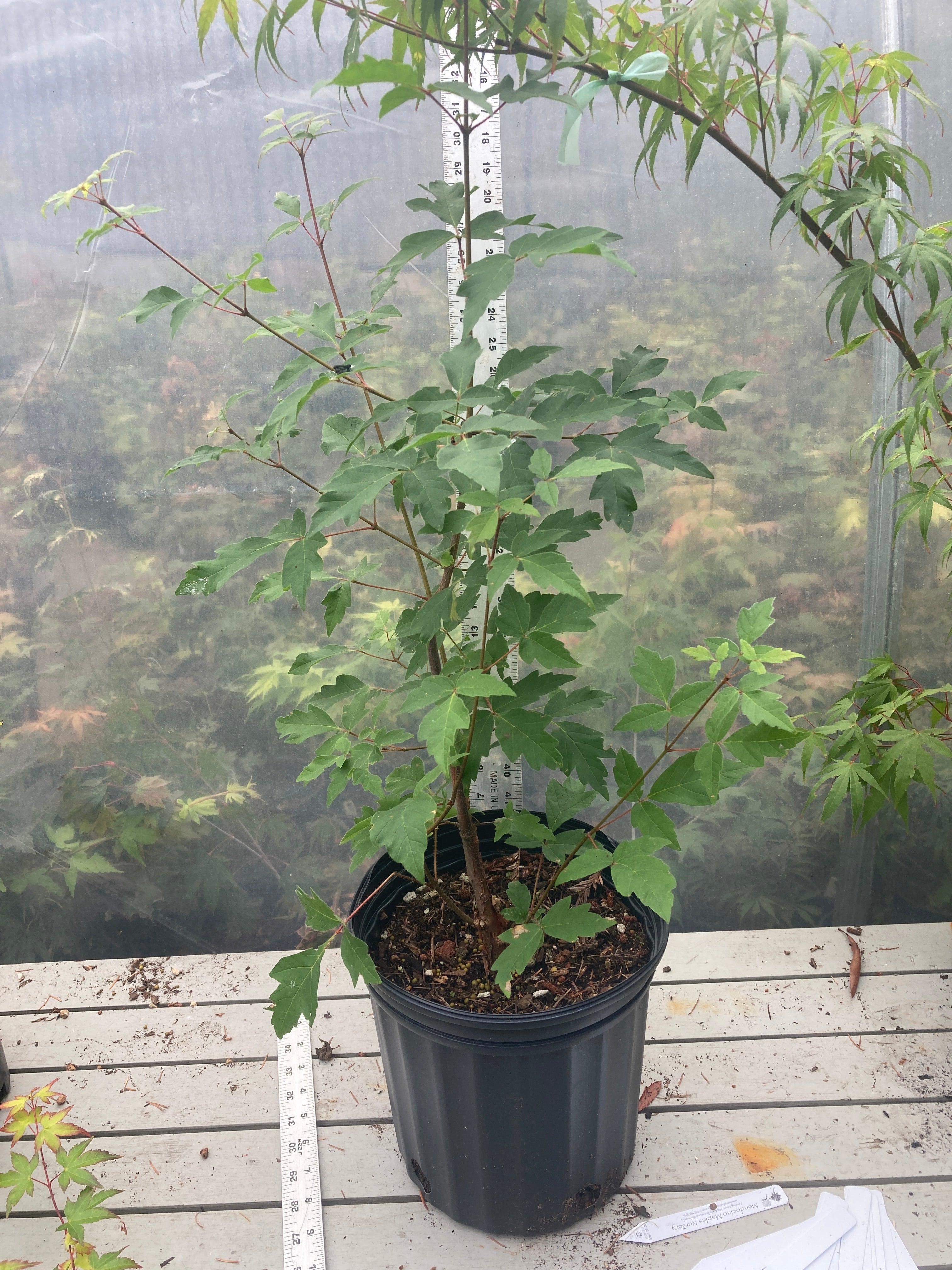 Paperbark 2 gallon Pre-Bonsai 3 Year (#785)