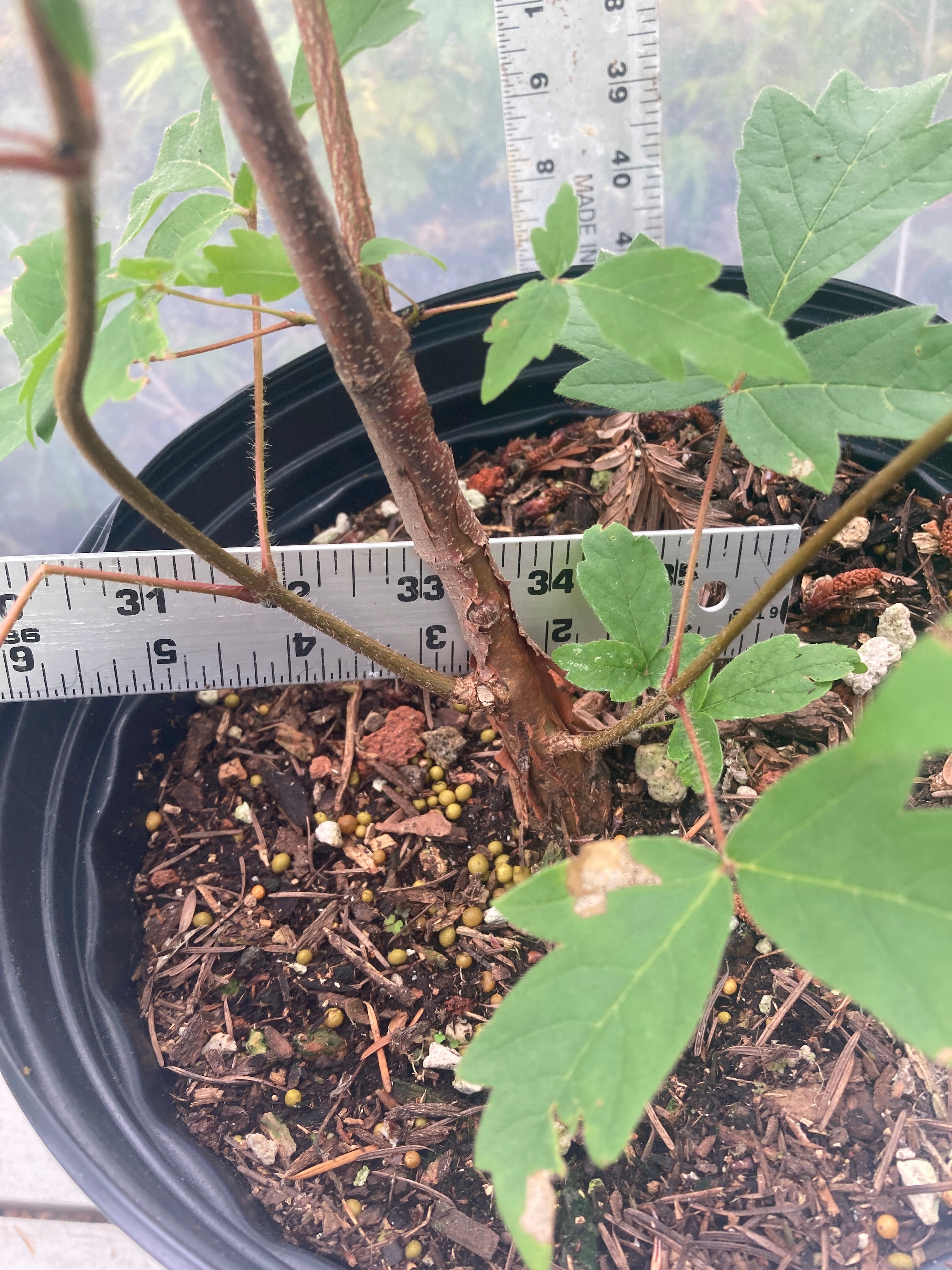 Paperbark 2 gallon Pre-Bonsai 3 Year (#785)
