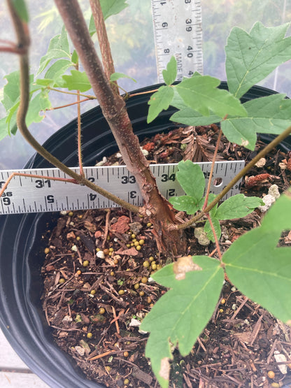 Paperbark 2 gallon Pre-Bonsai 3 Year (#785)