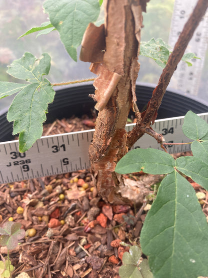 Paperbark Pre-Bonsai 4 Year (#780)