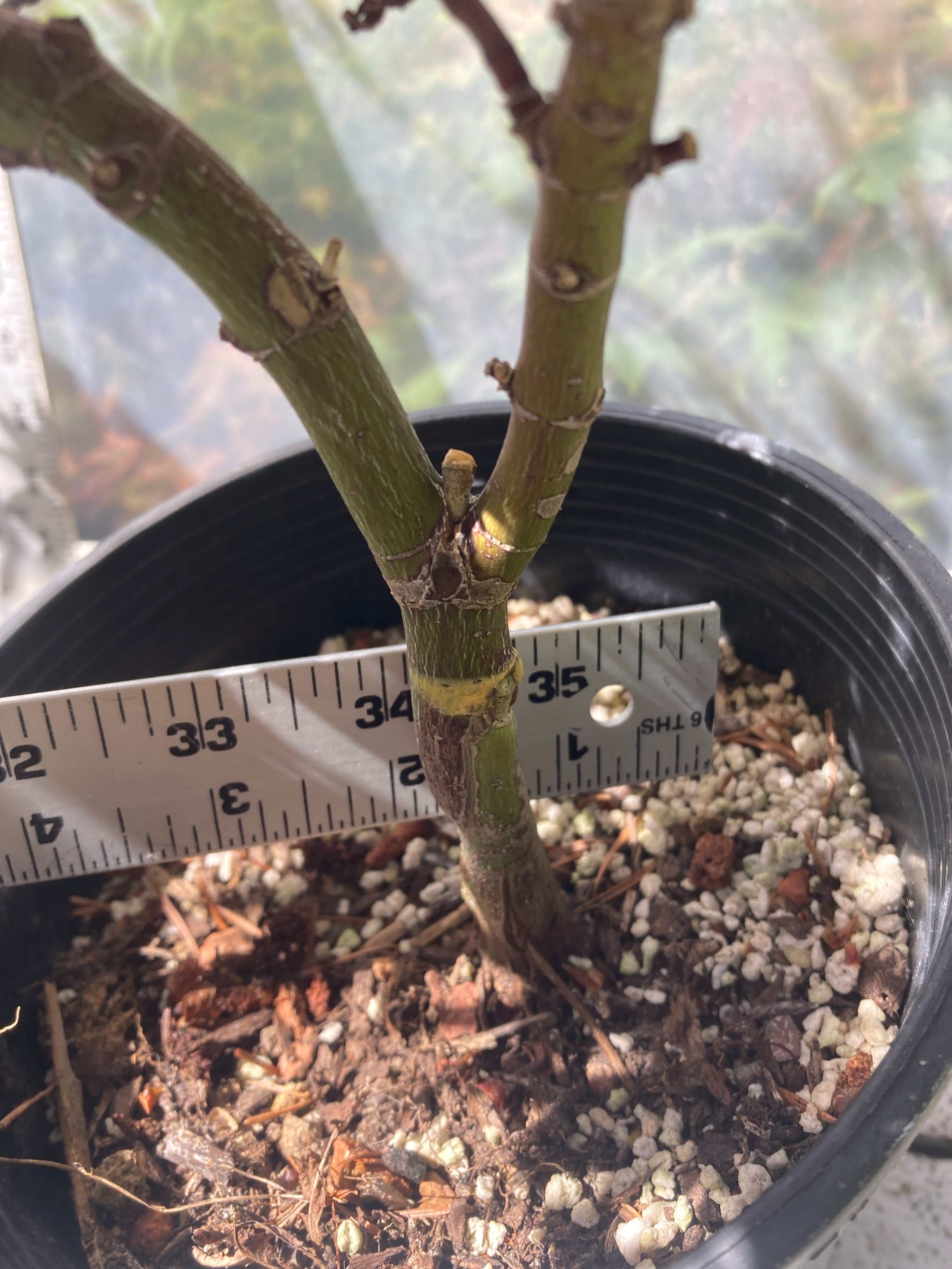Shaina 1 gallon Pre Bonsai 2-3 yr plant (#185)