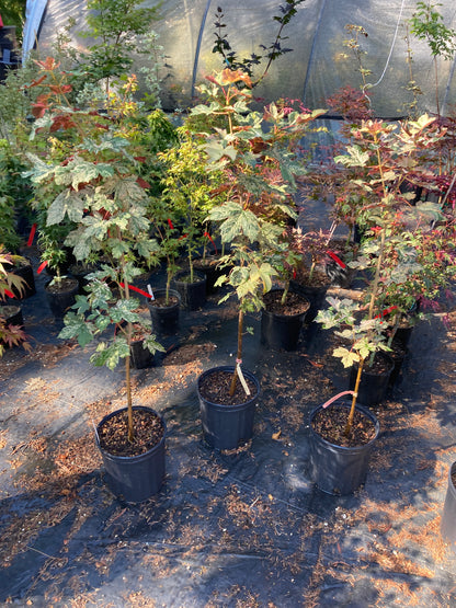 Acer pseudoplatanus Esk Sunset