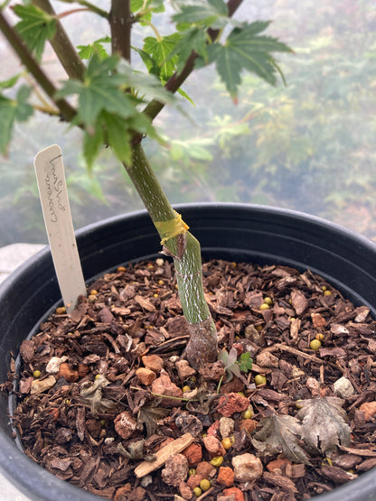 Coonara Pygmy Pre bonsai