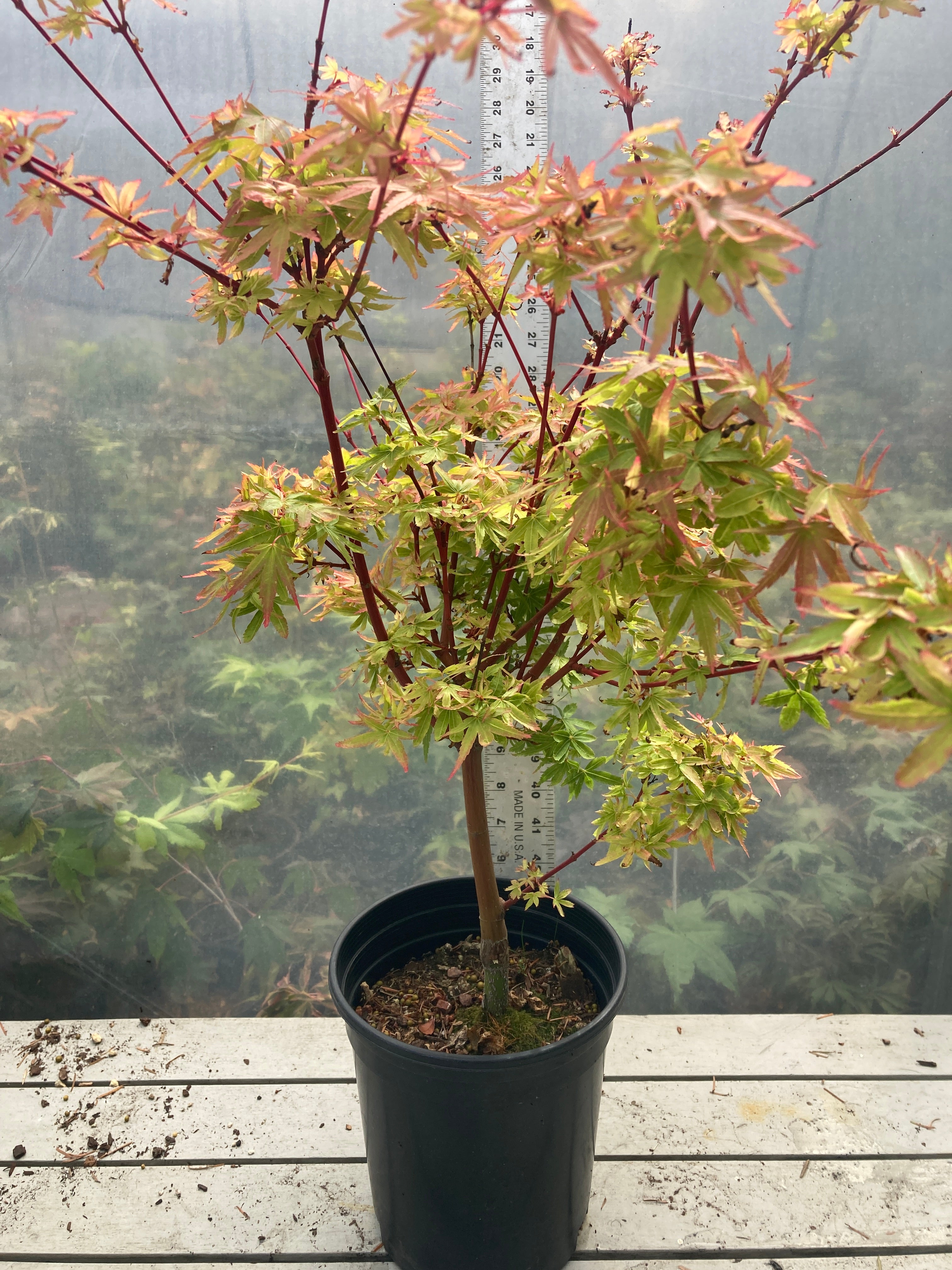 Fjellheim Pre-Bonsai (#815)