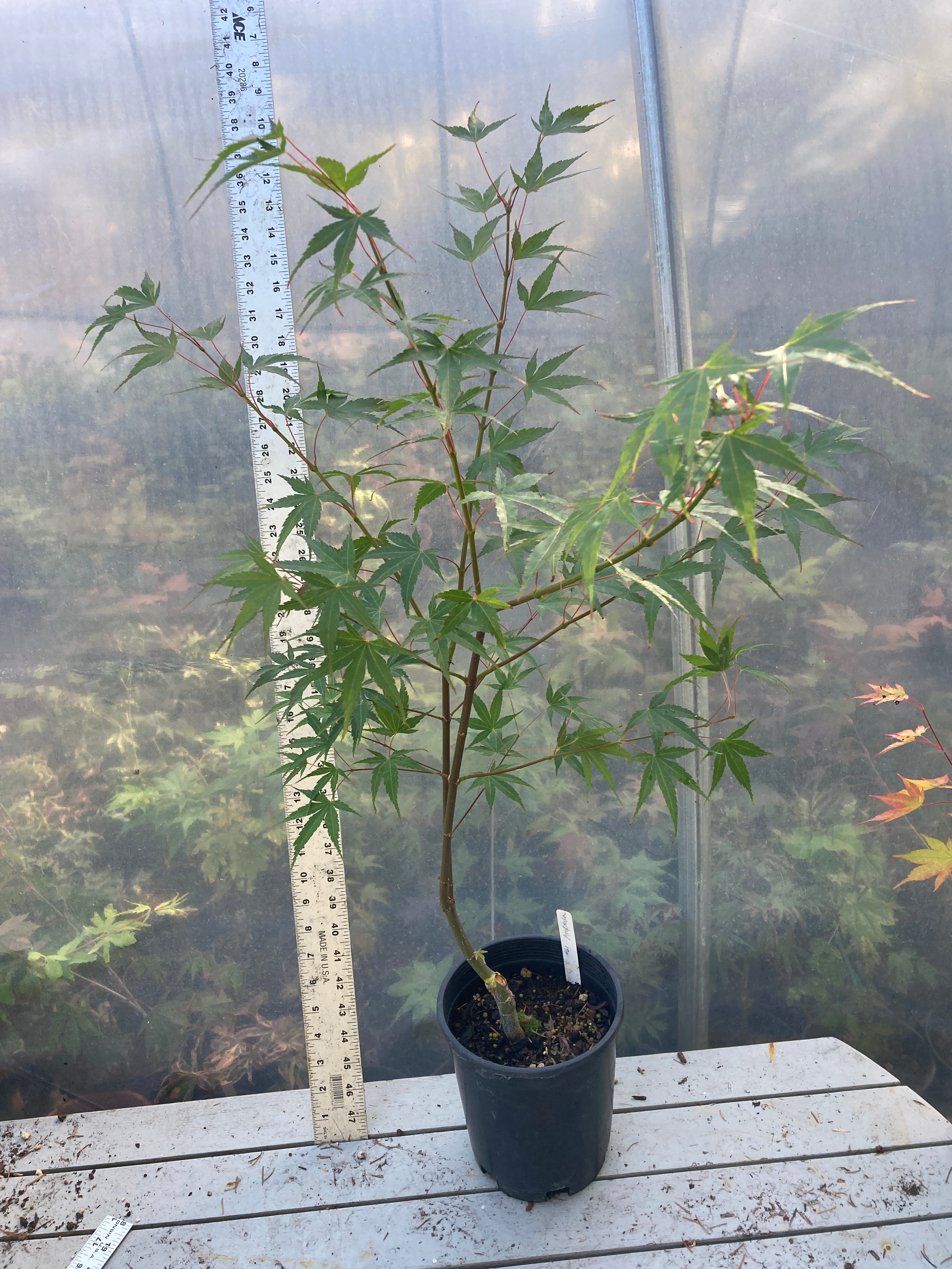 Arakawa Rough Bark Maple- Pre-Bonsai  3 Yr (#61)
