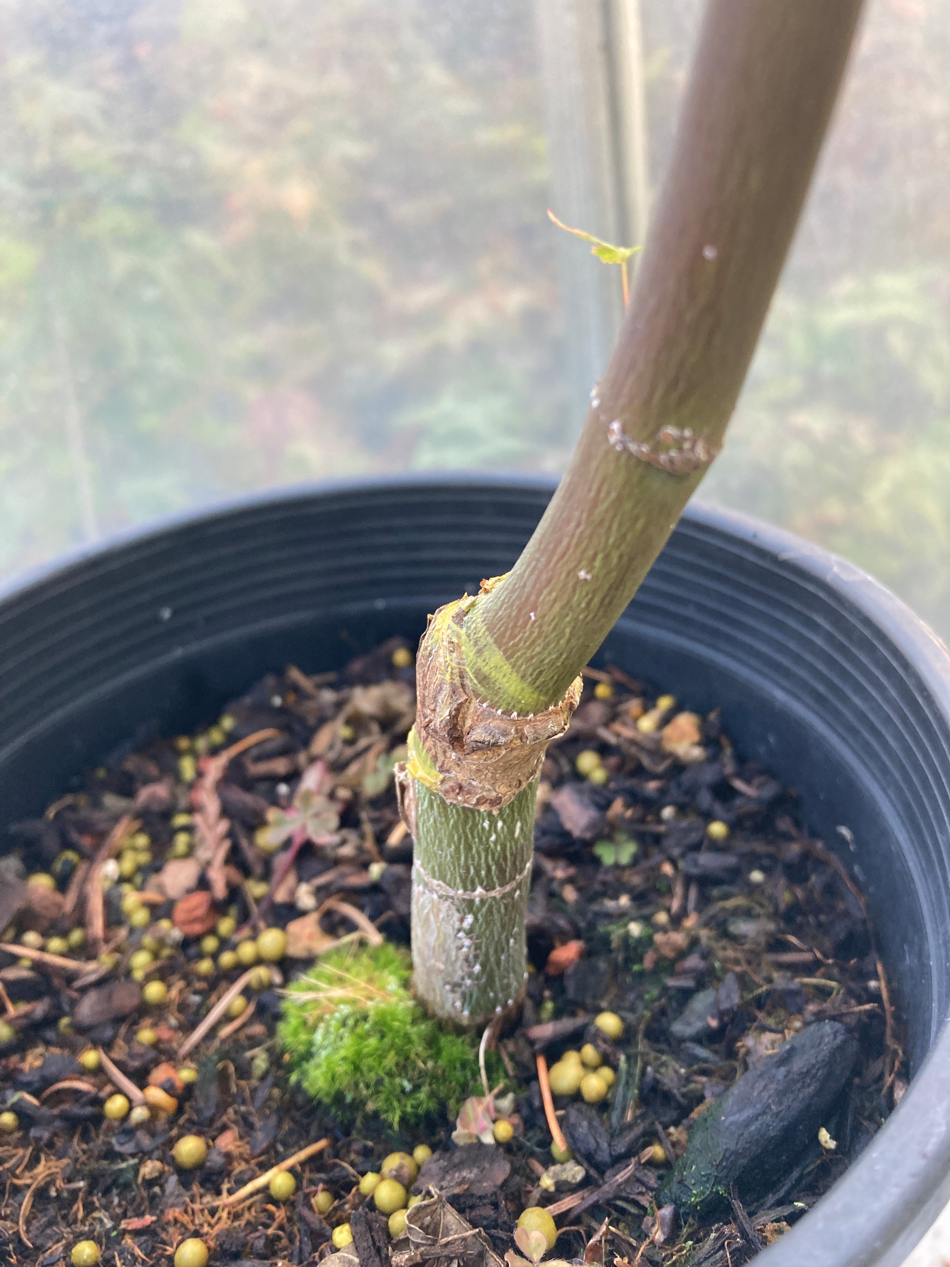 Arakawa Rough Bark Maple- Pre-Bonsai  3 Yr (#61)