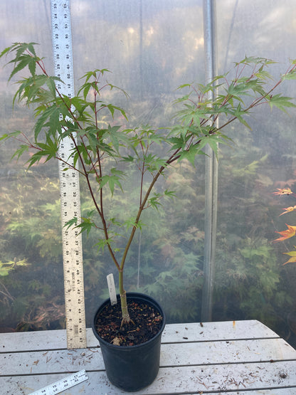 Arakawa Rough Bark Maple- Pre-Bonsai  (#64)