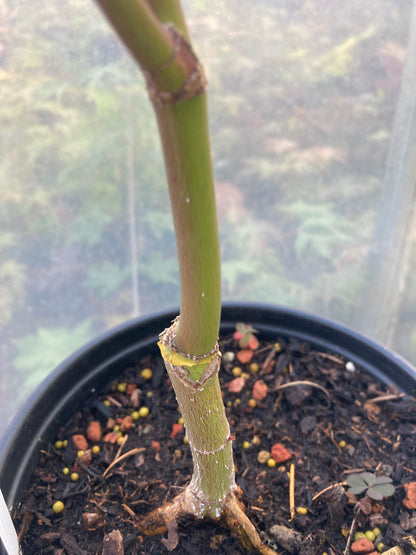 Arakawa Rough Bark Maple- Pre-Bonsai  (#64)