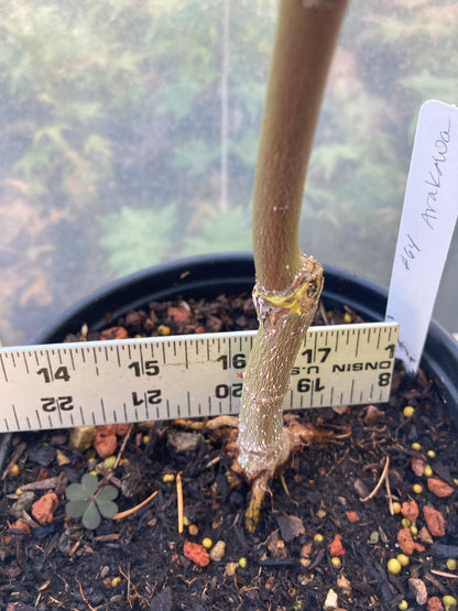 Arakawa Rough Bark Maple- Pre-Bonsai  (#64)