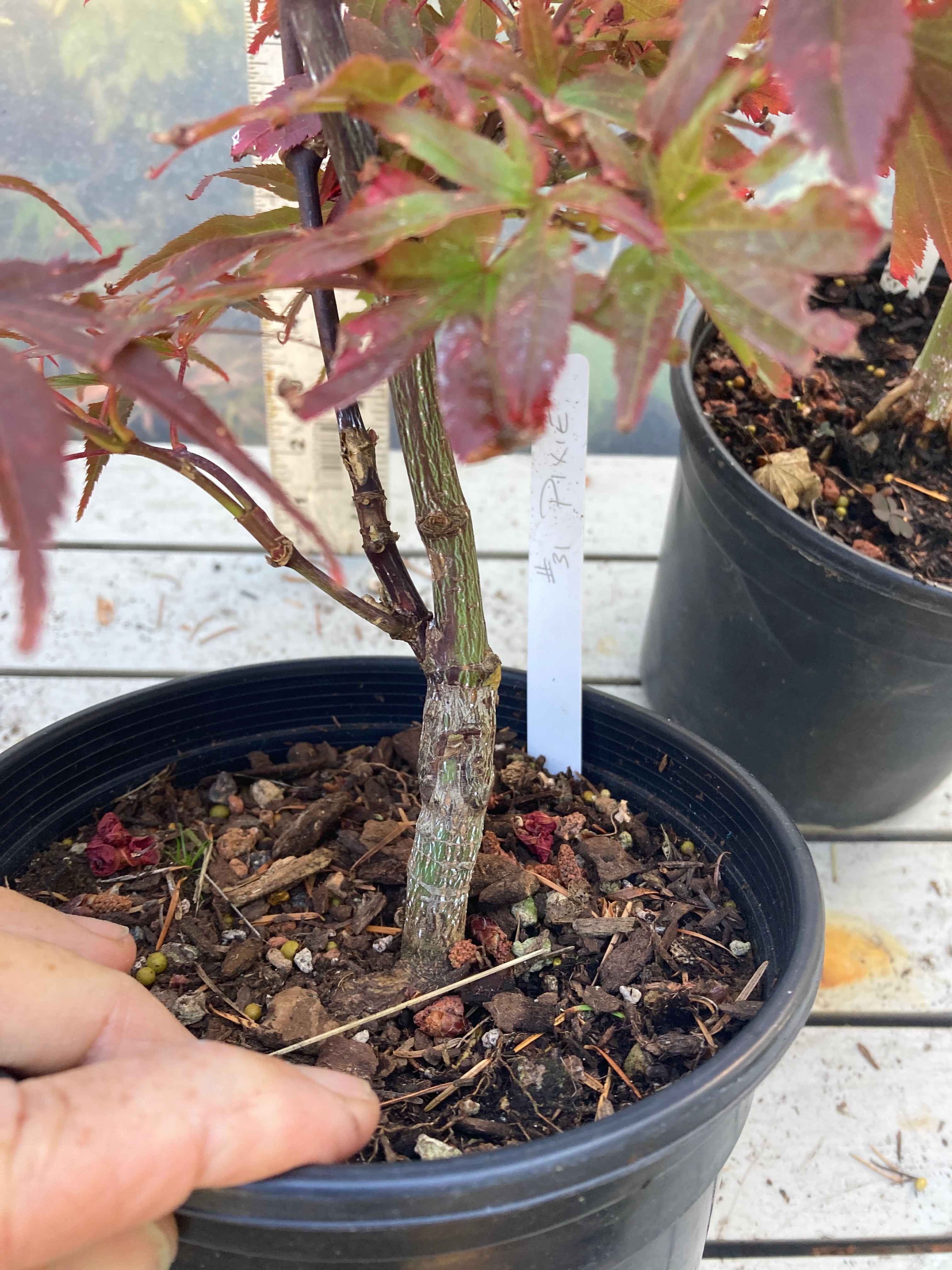 Pixie Pre Bonsai 2-3 yr (#31)