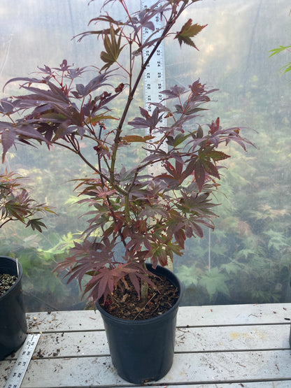 Pixie Pre Bonsai 2-3 yr (#31)