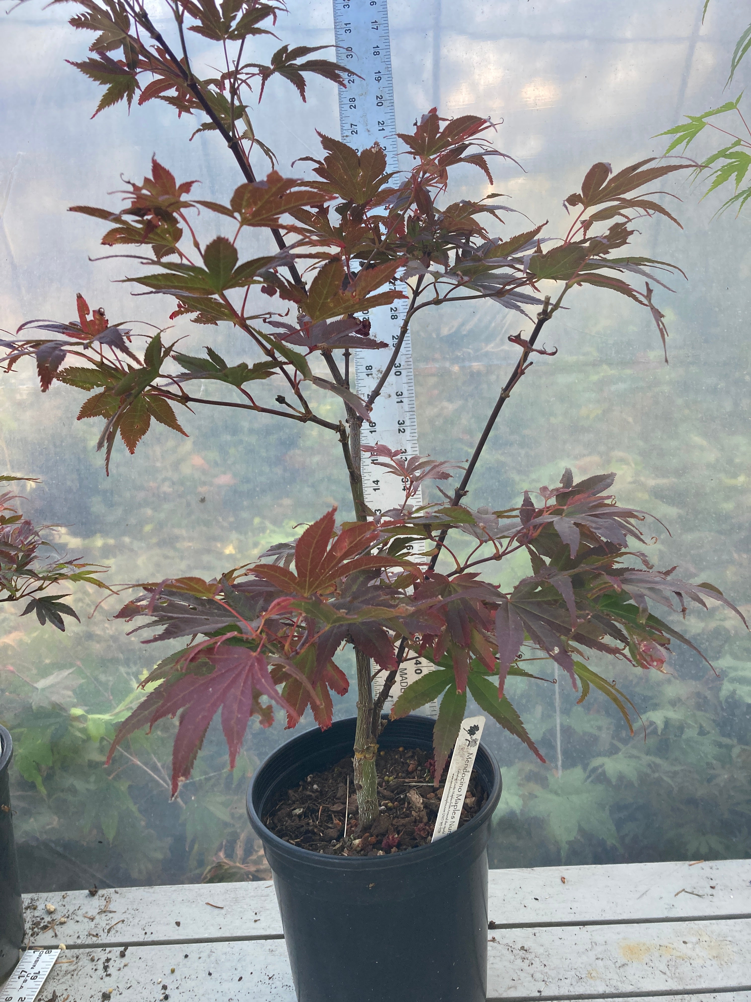 Pixie Pre Bonsai 2-3 yr (#31)