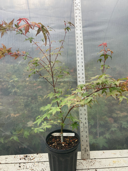 Seigen Pre-Bonsai 3 Year (#009)