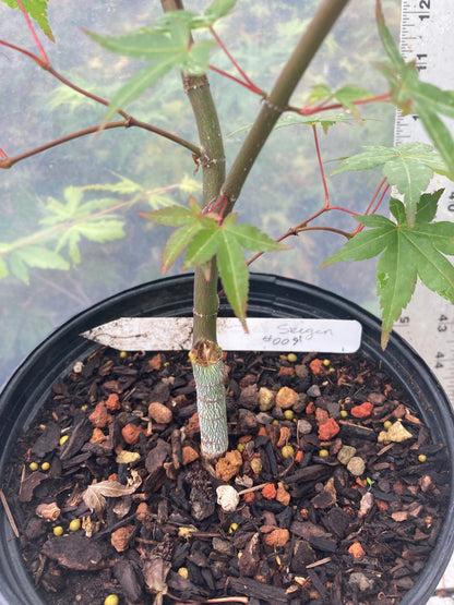 Seigen Pre-Bonsai 3 Year (#009)