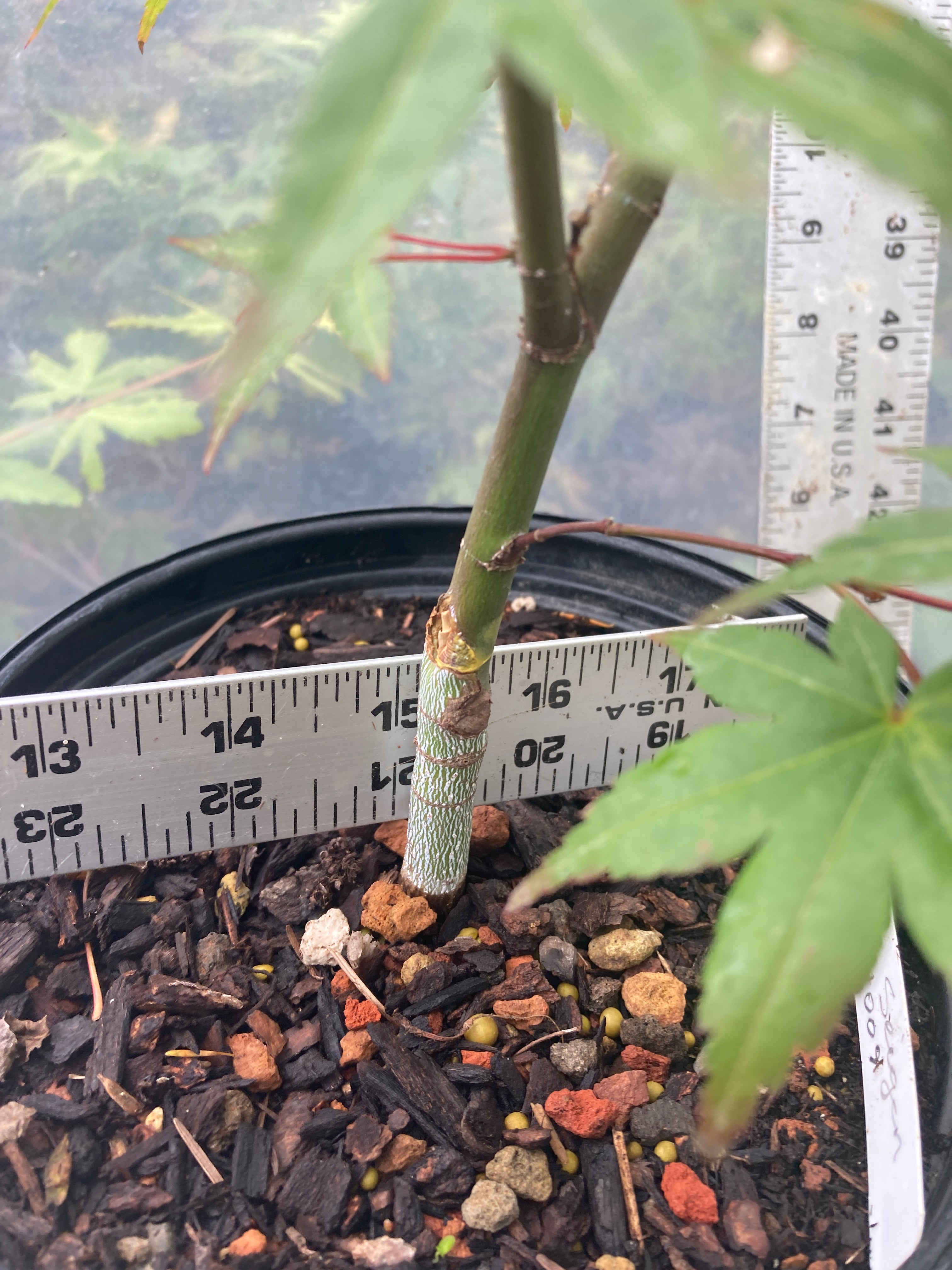 Seigen Pre-Bonsai 3 Year (#009)