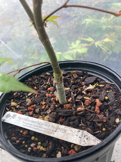 Seigen Pre-Bonsai 3 Year (#009)