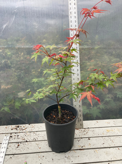 Seigen/ Kaleidoscope Pre-Bonsai 3 Year (#010)