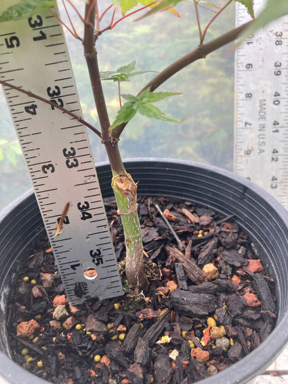Seigen/ Kaleidoscope Pre-Bonsai 3 Year (#010)