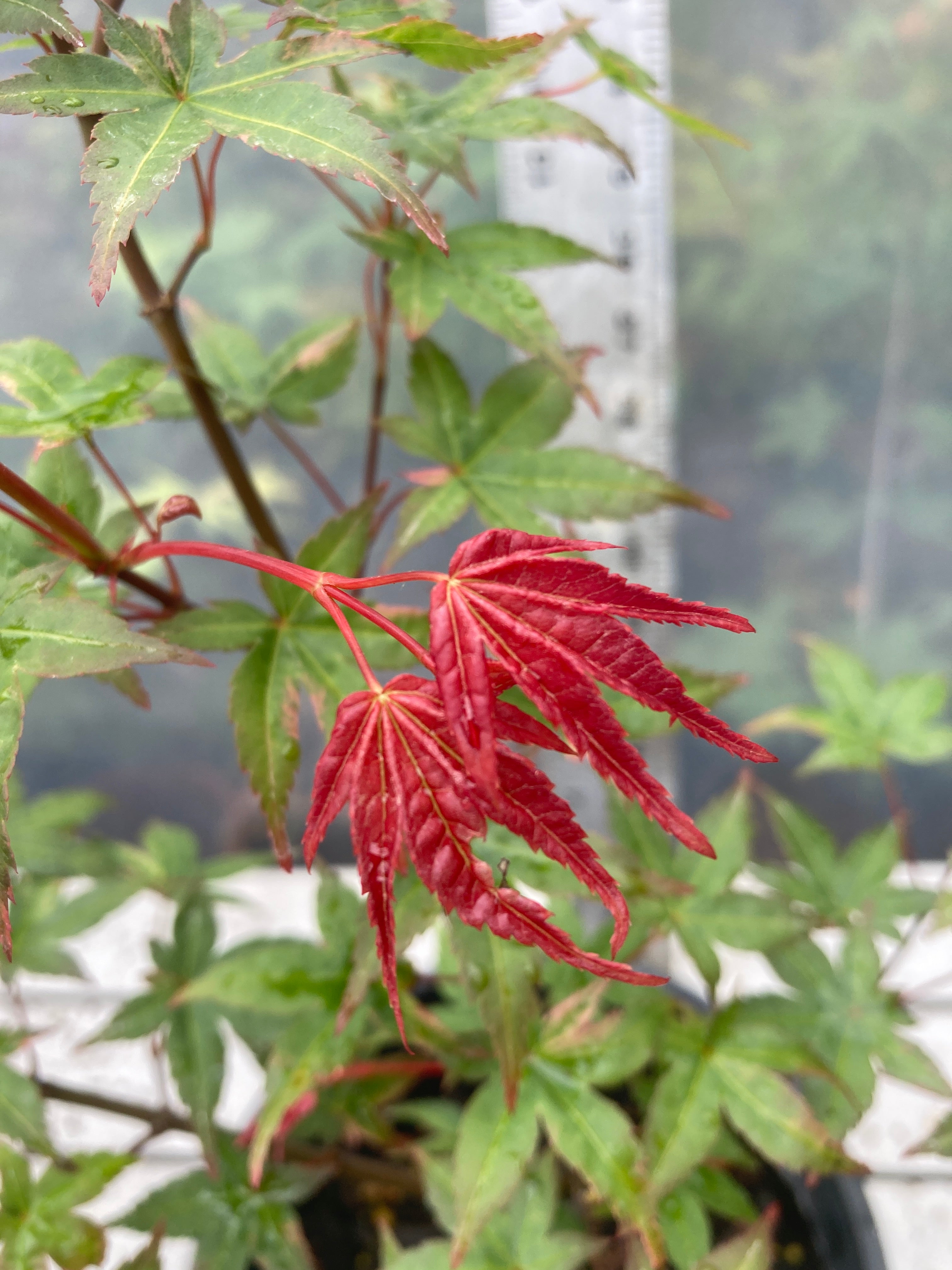 Seigen/ Kaleidoscope Pre-Bonsai 3 Year (#010)