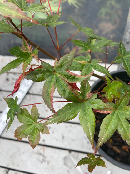 Seigen/ Kaleidoscope Pre-Bonsai 3 Year (#010)
