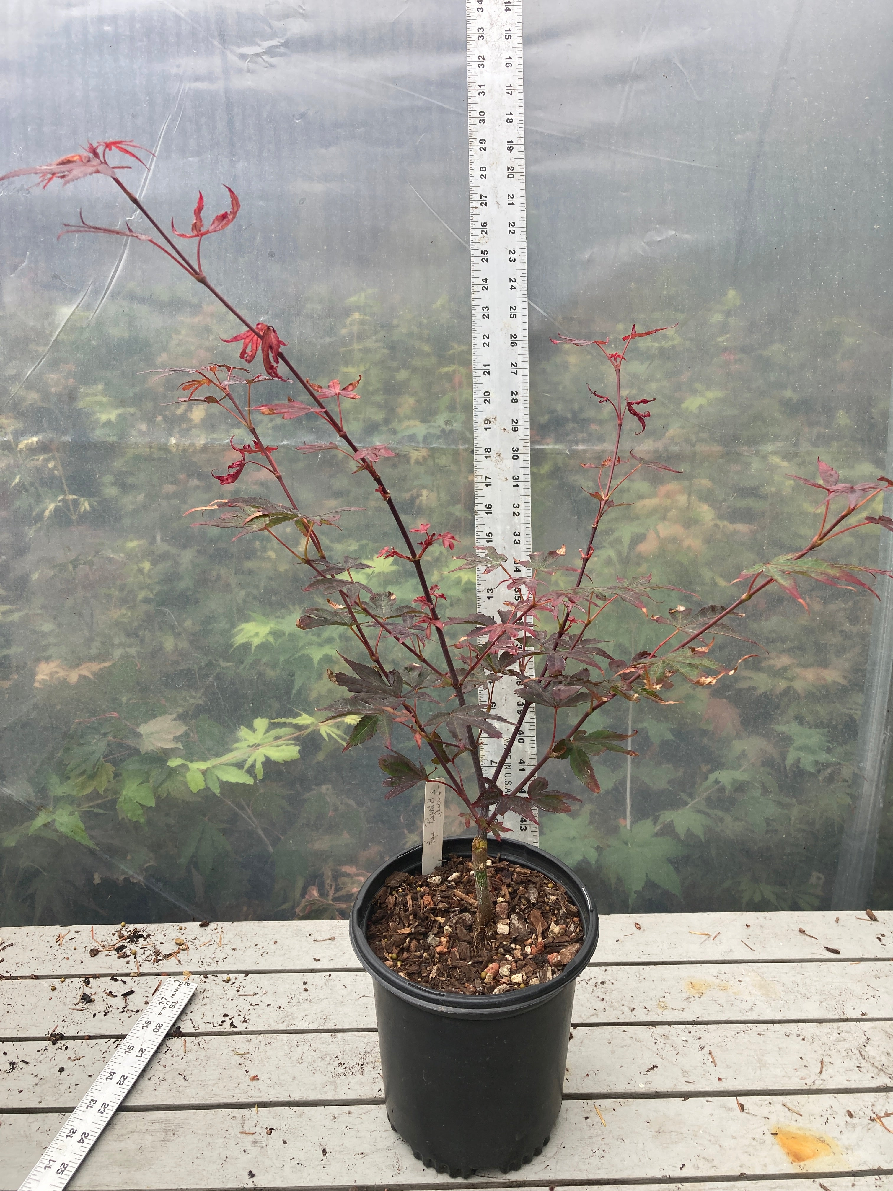 Brandt's Dwarf Pre Bonsai 3 yr (#007)